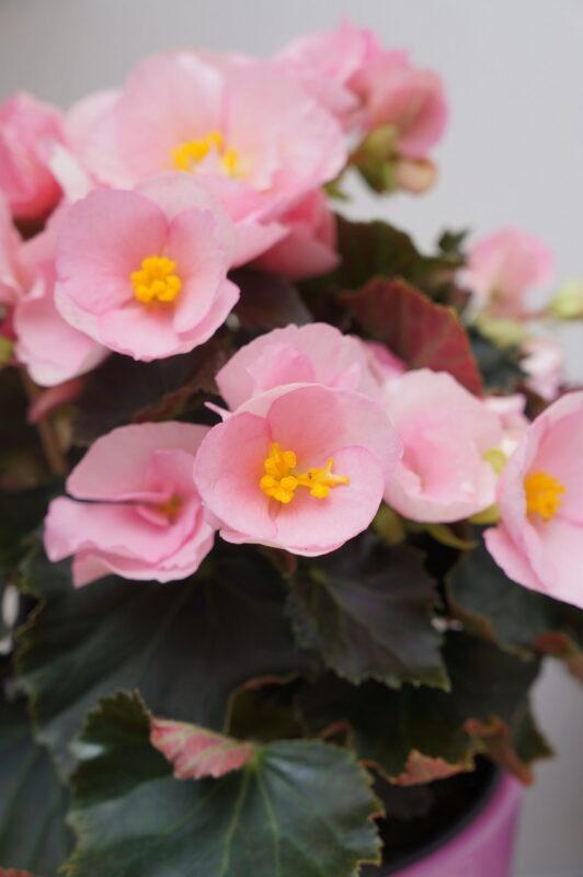 begonia hluznata