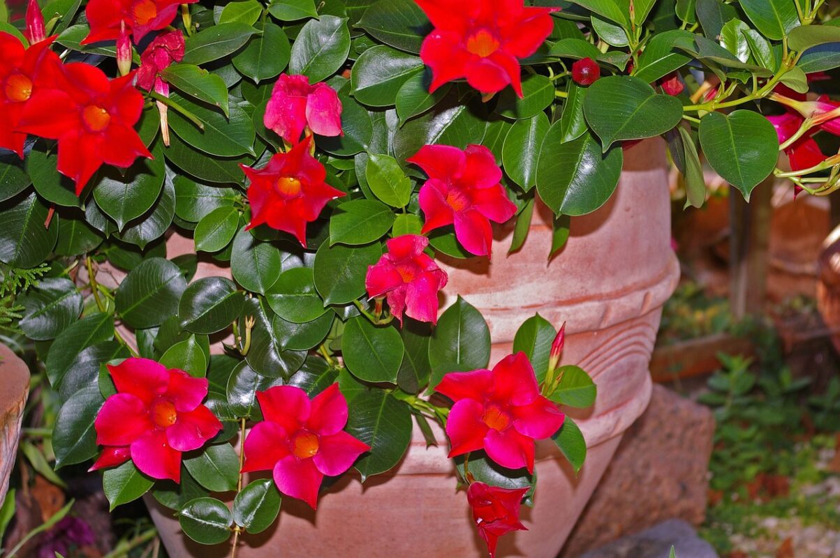 Mandevilla pestovanie
