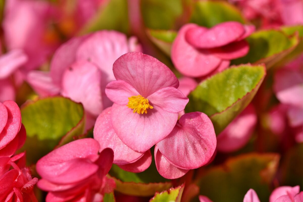 begonia