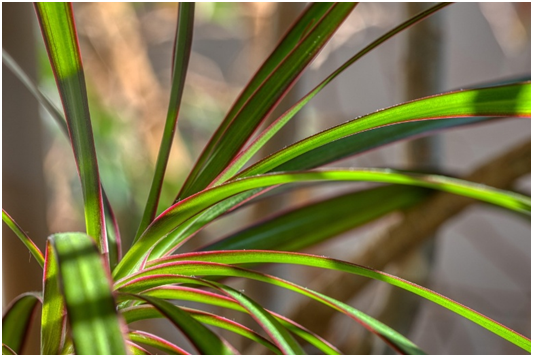 dracena proti plesniam