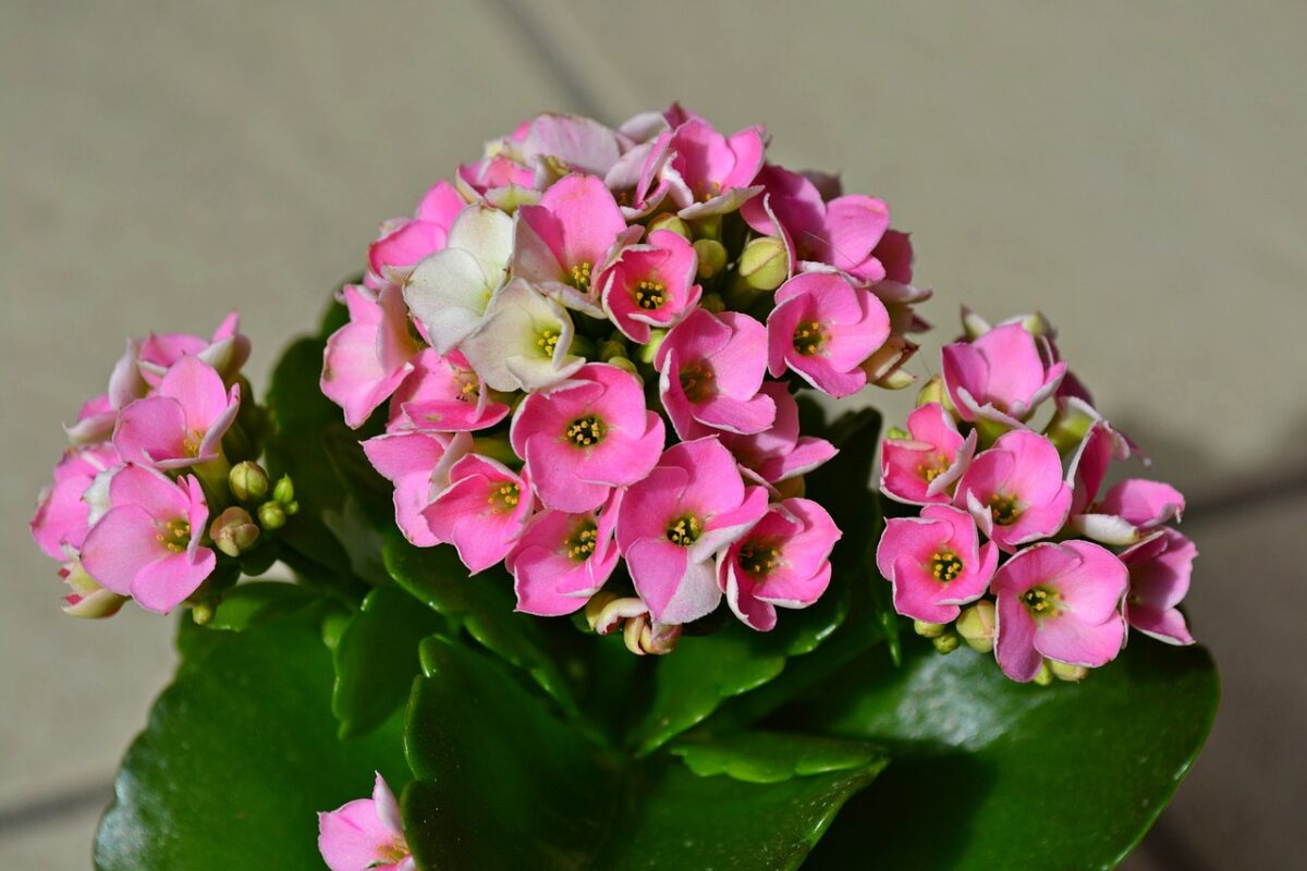 kalanchoe pestovanie vonku v byte